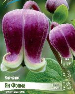 Клематис Ян Фопма