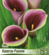 Калла Капитан Раноми 