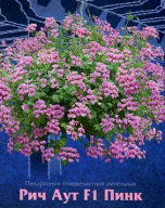 Пеларгония плющелистная ампельная Рич Аут пинк F1 "Биотехника"