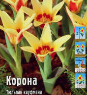 Тюльпан кауфмана Корона