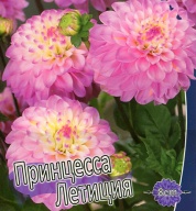 Георгин Принцесса Летиция