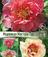 Пион ИТО - гибрид Мэджикал Мистери Тур