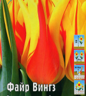 Тюльпан лилиецветный Файр Вингз