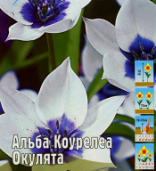 Тюльпан ботанический Альба Коурелеа Окулята