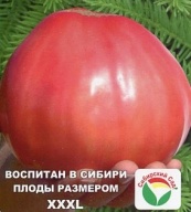 Томат Микадо Сибирико "Сибирский Сад"