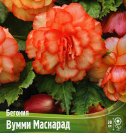 Бегония Вумми Маскарад 