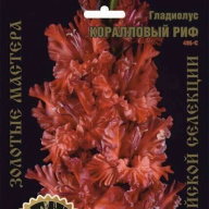 Гладиолус Коралловый Риф