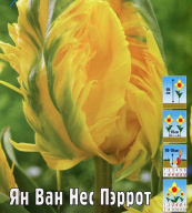 Тюльпан попугайный Ян Ван Нес Пэррот