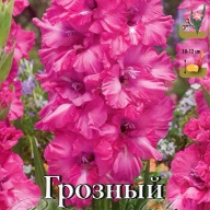 Гладиолус гофрированный Грозный