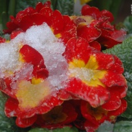 Примула