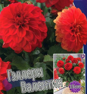Георгин низкорослый Гэллери Валентин