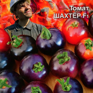 Томат Шахтер F1 "Уральский дачник"