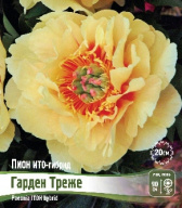 Пион ИТО - гибрид Гарден Треже