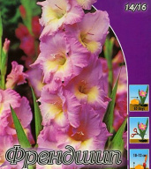 Гладиолус крупноцветковый Френдшип