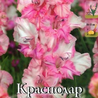 Гладиолус гофрированный Краснодар