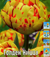 Тюльпан махровый Голден Ницца