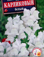 Львиный зев Карликовый белый "Аэлита"