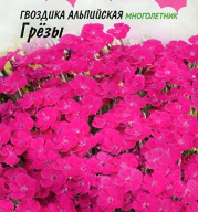 Гвоздика Грезы "Гавриш"