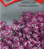 Алиссум Розовая королева "Поиск"