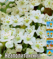 Лук декоративный Неаполитанский 