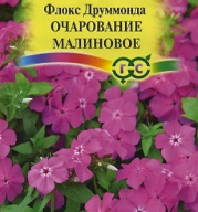 Флокс Друманда Очарование малиновое  "Гавриш"