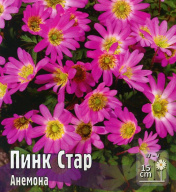 Анемона Пинк Стар