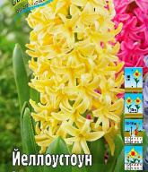 Гиацинт Йеллоу