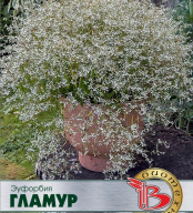 Эуфорбия Гламур "Биотехника"