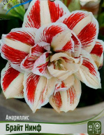 Амариллис махровый Брайт Нимф