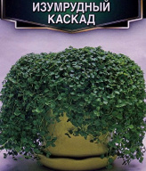 Мята корсиканская  Изумрудный каскад "Аэлита"