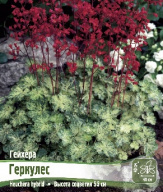 Гейхера Геркулес