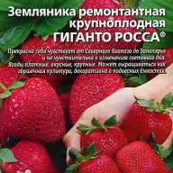 Земляника ремонтантная крупноплодная Гиганто Росса  "Уральский дачник"