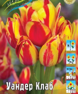 Тюльпан Уандер Клаб