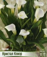 Калла Кристал Клиэр