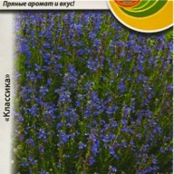 Иссоп лекарственный Аккорд "Русский Огород"