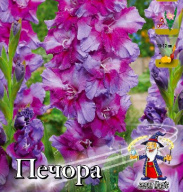 Гладиолус крупноцветковый  Печора