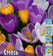 Крокус крупноцветковый Смесь