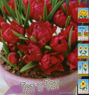 Тюльпан ботанический Тет а Тет 