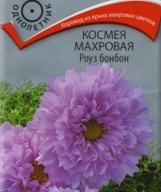 Космея  махровая Роуз бонбон "Поиск"