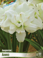 Амариллис махровый Акико