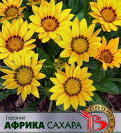 Газания Африка сахара "Биотехника"