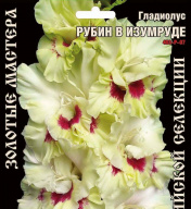 Гладиолус Рубин в изумруде 