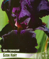 Ирис германский Блэк Найт