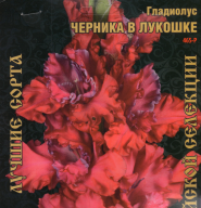 Гладиолус Черника в Лукошке
