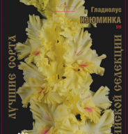 Гладиолус Изюминка