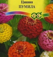 Цинния Пумила "Гавриш"