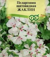 Пеларгония щитовидная Жаклин "Гавриш"