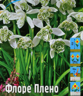 Подснежник Флоре Плено