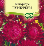 Гелихризум Пурпуреум  "Гавриш"