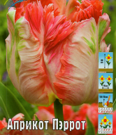 Тюльпан попугайный  Априкот Пэррот